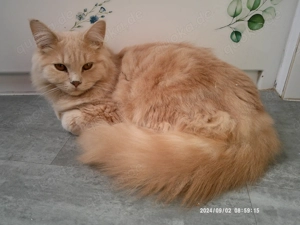 Extralieber hundeverträglicher ausnahmeschöner creme gestromter Türkisch-Angora-Jungkater abzugeben!