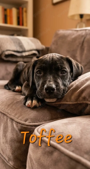 Deutsche Dogge Welpen 