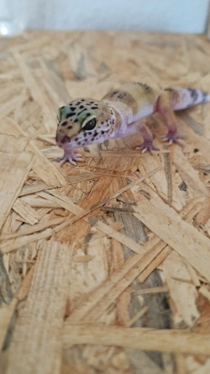 Leopardgecko Weibchen 
