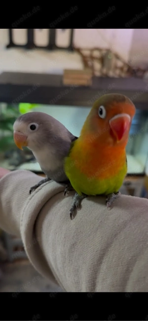 Agapornieden Sehr Handzahm 