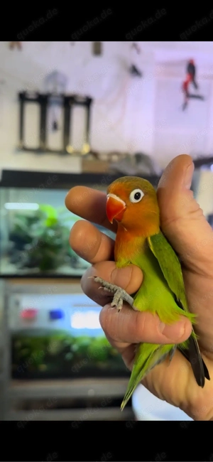 Agapornieden Super Handzahm