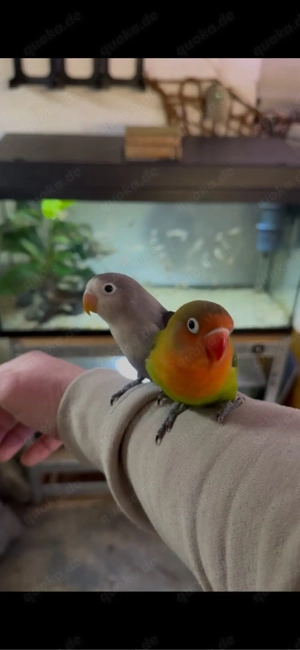 Agapornieden Super Handzahm