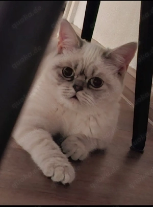 Britisch-Kurzer Katze