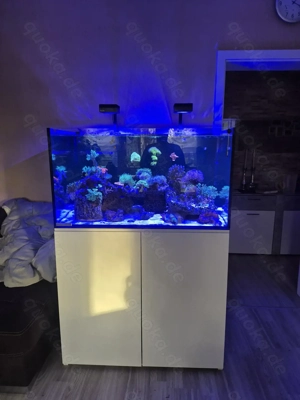 Meerwasseraquarium zu verkaufen 