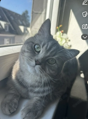 Zwei liebevolle Kater suchen gemeinsam ein tolles Zuhause! 