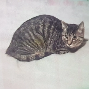 Kätzchen Maja sucht ein Liebes zu Haus (EHK)e