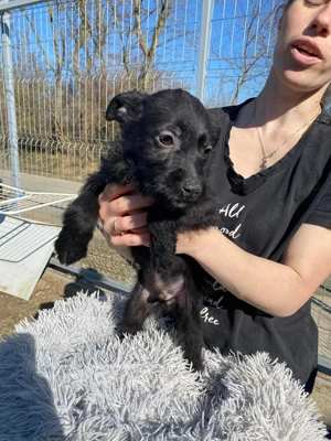 Hiko, zzt. in Ungarn, ist ein typischer Welpe, zauberhafte, verspielte, freundlich