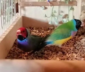 Gouldamadinen Jungtiere blutsfremd Vögel  Bild 5