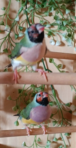 Gouldamadinen Jungtiere blutsfremd Vögel  Bild 8