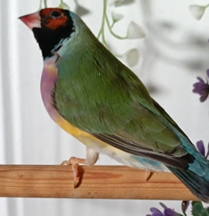 Gouldamadinen Jungtiere blutsfremd Vögel  Bild 6
