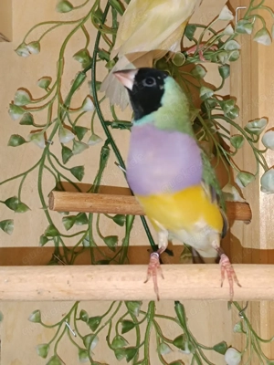 Gouldamadinen Jungtiere blutsfremd Vögel  Bild 7