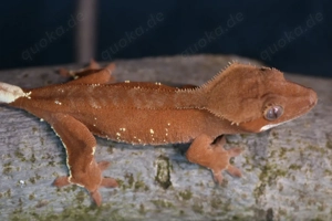 Kronengeckos - Correlophus ciliatus