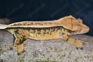 Kronengecko - Correlophus ciliatus