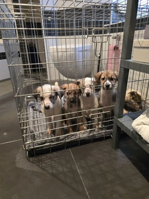 Hunde Welpen Abgabebereit 