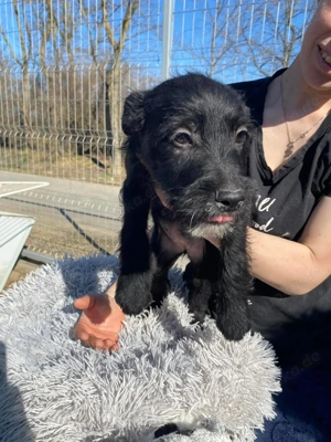 Holly, zzt. in Ungarn, ist ein typischer Welpe.