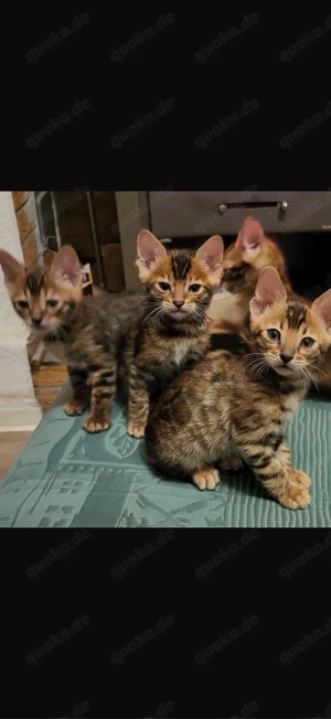 Bengal Babys mit Top Rosetten 