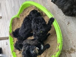 Doodle-Welpen, Havapoo F1 (Havaneser   Toypudel), liebevoll aufgezogen