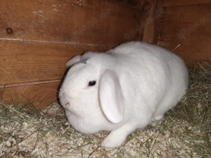 Zwergwidder Häsin tragen 