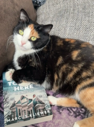 Kiko, 3 Jahre, sucht Zuhause mit Freigang