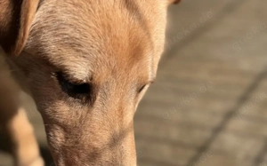 Liebevoller Mats - ein treuer Begleiter mit viel Lebensfreude!