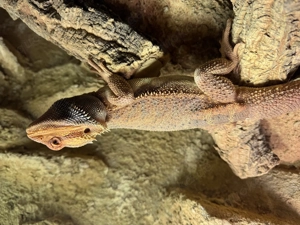 Bartagame weiblich 