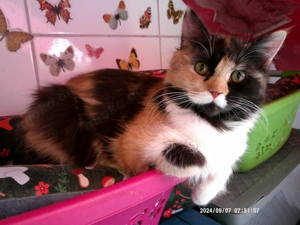 Superliebe hundeverträgliche wunderschöne Türkisch-Angora-Glückskätzin(dreifarbig schwarz-rot-weiß)!