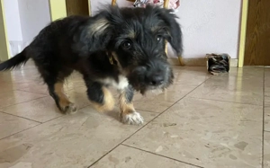 Pepsi sucht liebevolles Zuhause