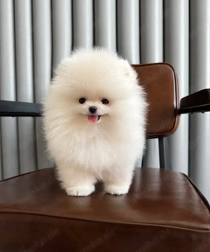 Zwergspitz Pomeranian Welpen