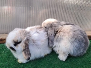 Minilop Mini lop Zwergwidder 