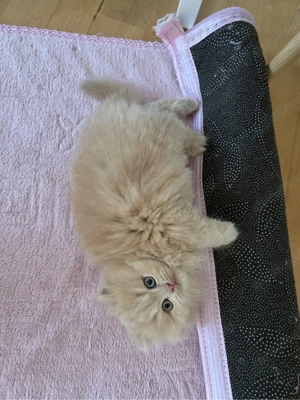 Süße Baby-Katzen suchen ein liebevolles Zuhause   