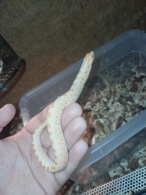 1.0 Albino Conda Hakennasennatter