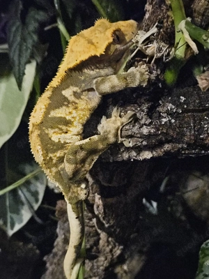 1.0 Kronengecko Harlekin