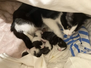 2 Kitten zu verkaufen in Schwanz weis 
