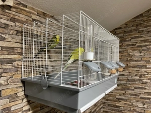 vögel wellenisittche