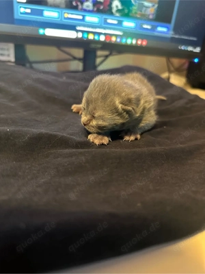    Reinrassige Britisch Kurzhaar Kitten   liebevoll aufgezogen   Eltern vor Ort   Reservierung mögli