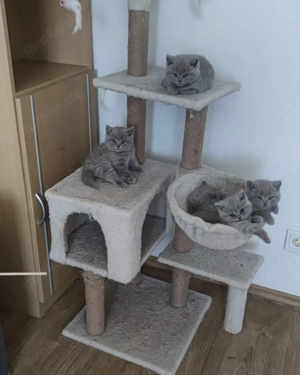 BKH-kitten Bild 4