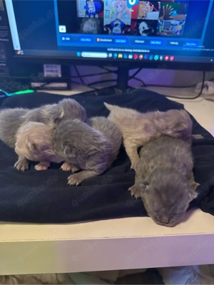    Reinrassige Britisch Kurzhaar Kitten   liebevoll aufgezogen   Eltern vor Ort   Reservierung mögli