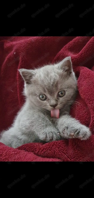 BHK Reinrassig baby kätzchen zum kuschel;