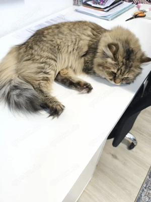 Wunderschöne Britisch Langhaar (BLH) Katze sucht ein neu zuhause