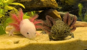 Junge Axolotl Weißlinge und Wildtyp