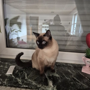Siam-Dekkater 