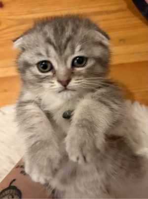 Wunderschönes Kitten abzugeben