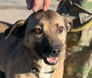 Sunny - super lieber Sonnenschein sucht genau DICH
