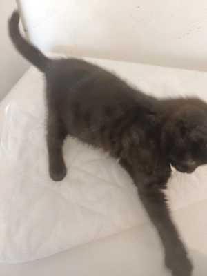 Babykatze, Katze, Kitten