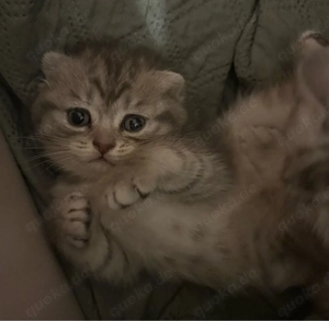 Süßes Katze sucht ein liebevolles Zuhause