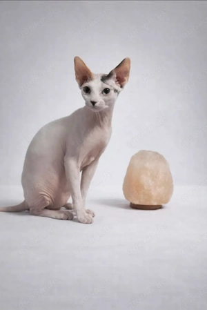Sphynx Katze zu verkaufen   1 Jahr alt