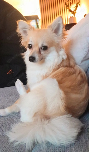 Hündin Chihuahua Pomeranian Mischling