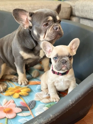 Französische Bulldoggen. Welpen zu verkaufen.