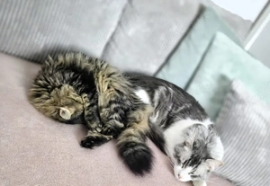 Wundervolle und verschmuste Katzen suchen liebevolles Zuhause!