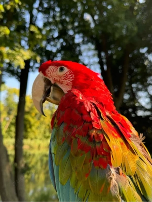 Ara Henne, jung, dunkelrot